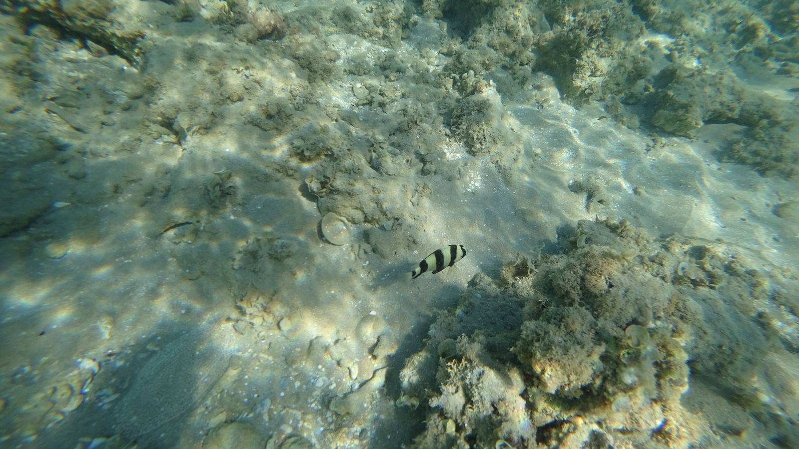 Um peixe nadando na água (água, ecossistema, biologia marinha, invertebrados marinhos, líquido)