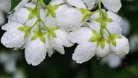 Flores brancas delicadas adornadas com gotas de orvalho brilhantes.