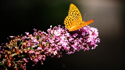 Goldene Schmetterling bestäubt rosa Blüten