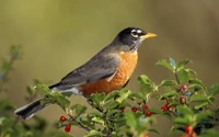 oiseau, bec, rouge gorge, attrape mouches du vieux monde, oiseau perché