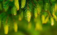 feuille, végétation, arbre, tige de plante, famille des pins