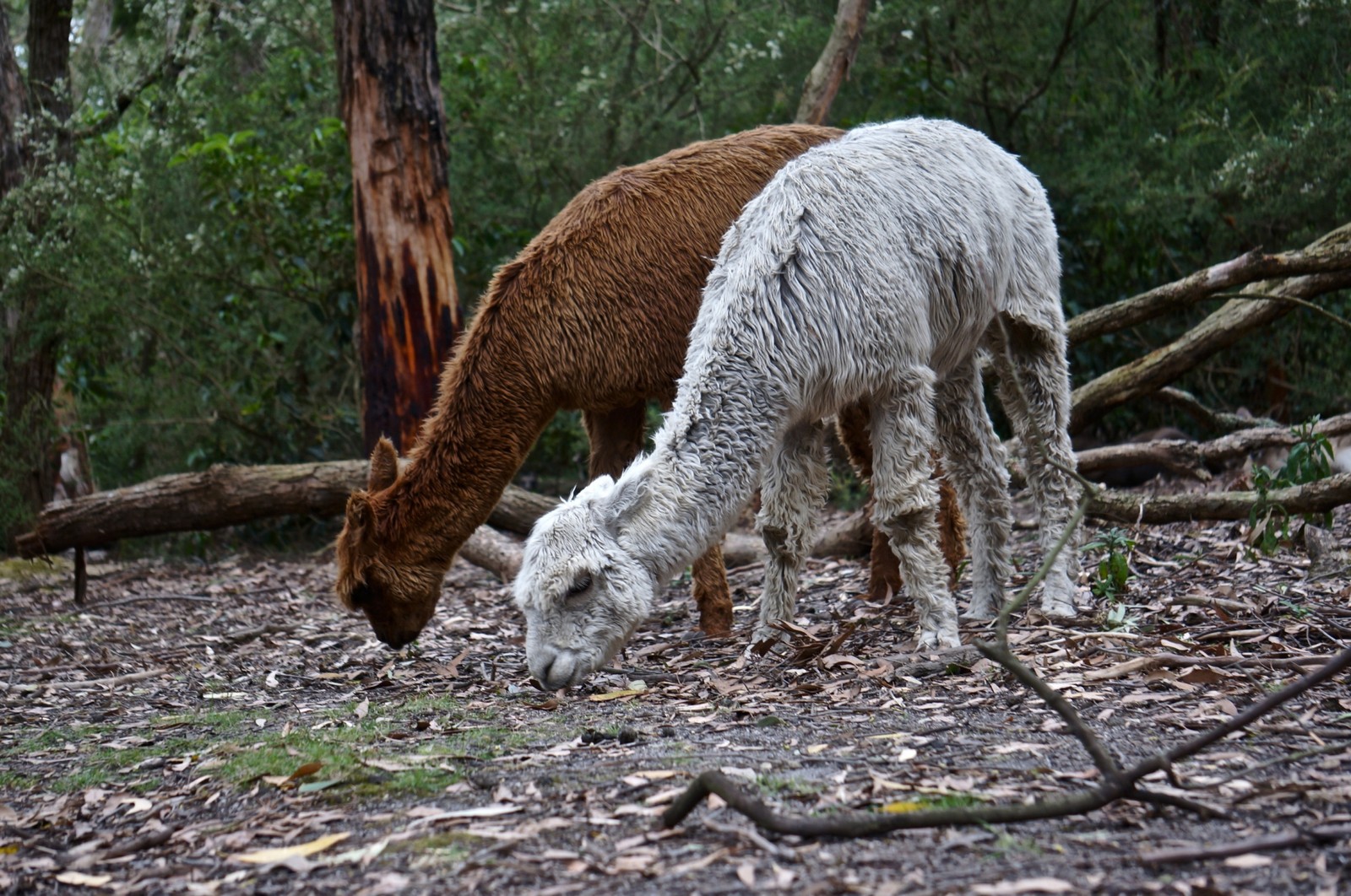 Hay dos alpacas pastando juntas en el bosque. (vida silvestre, animal terrestre, ganado, prado, naturaleza)