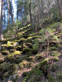 vegetation, natur, naturumgebung, natürliche landschaft, pflanzengemeinschaft