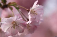 Close-up de pétalas de flores de cerejeira na primavera