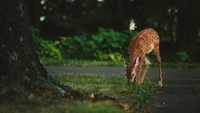 Cervatillo pastando em uma paisagem natural