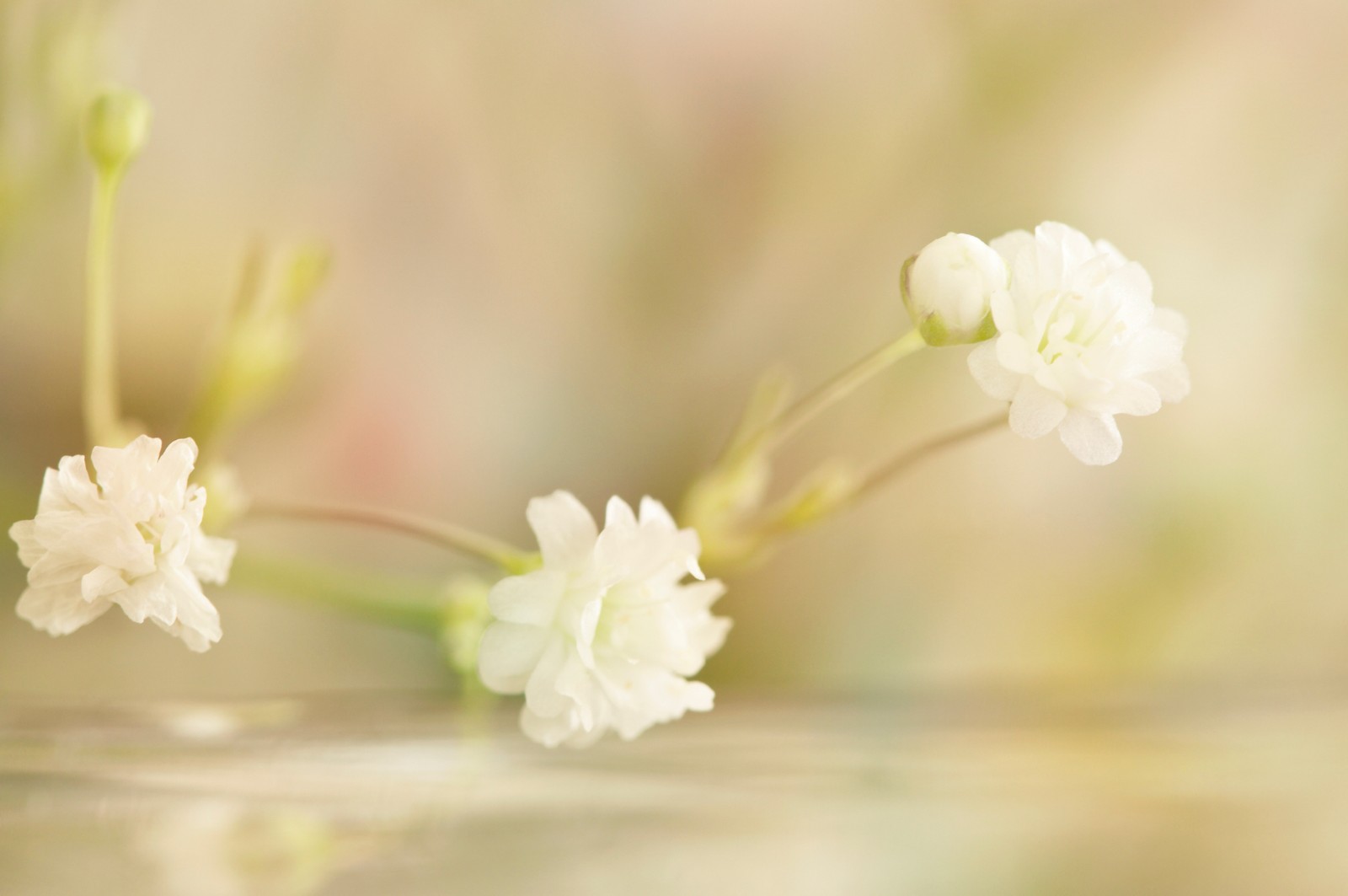 plants, petal, plant stem, white, spring wallpaper