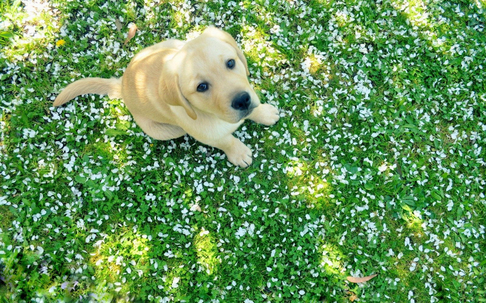 labrador retriever, puppy, golden retriever, retriever, dog wallpaper