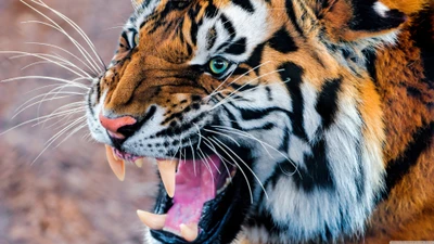 Majestic Tiger Roaring with Intensity