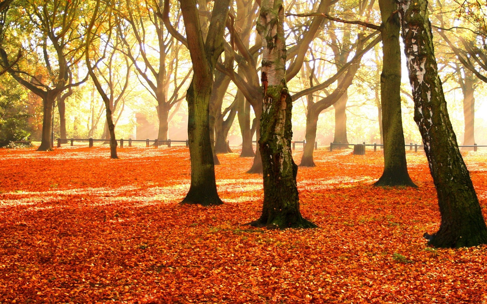 autumn, tree, nature, deciduous, leaf wallpaper