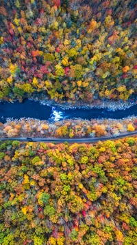 natur, farbigkeit, kunst, bodendecker, nicht vaskuläre landpflanze