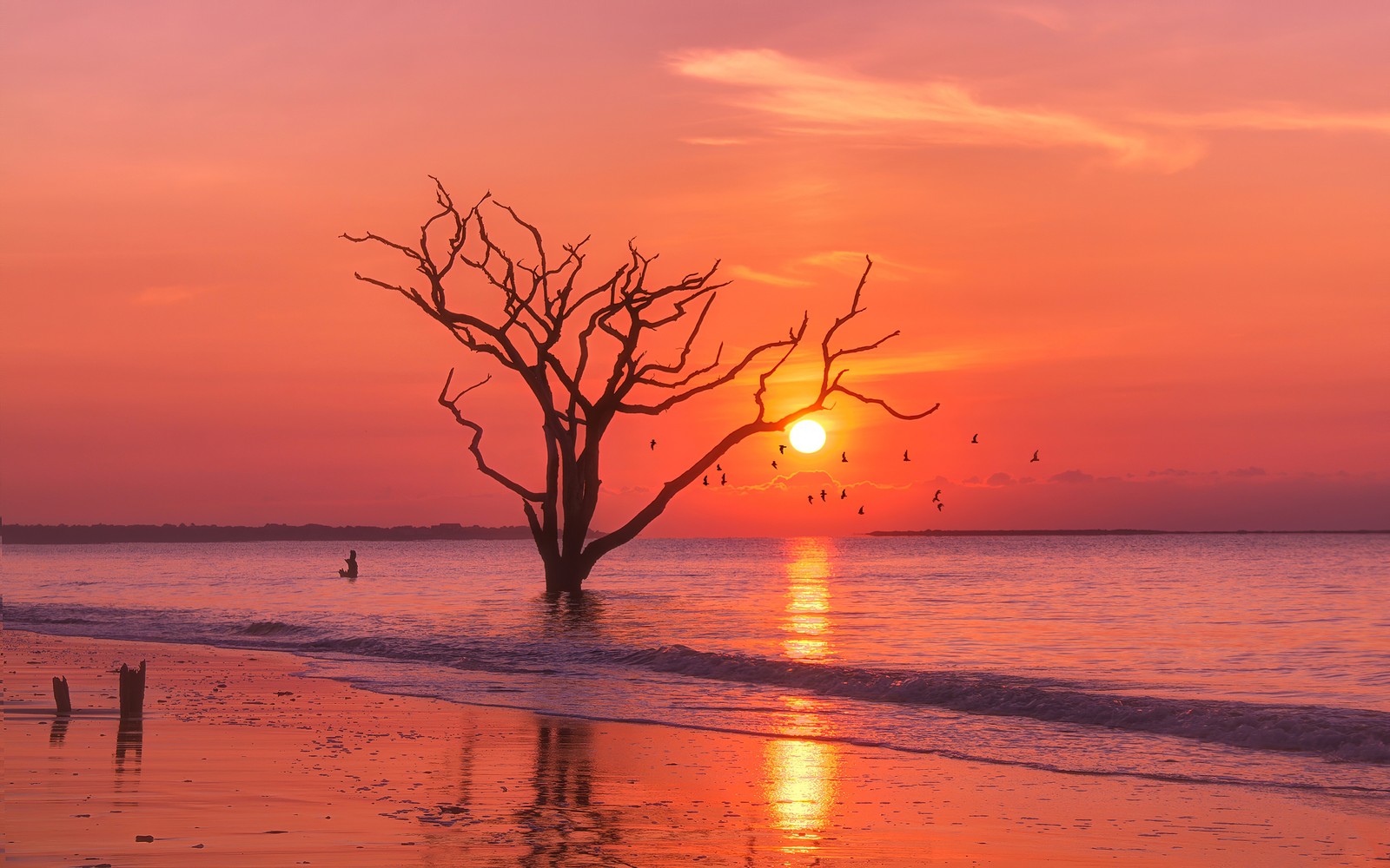 Arafed tree on the beach with birds flying in the background (sunrise, horizon, sea, evening, sky)