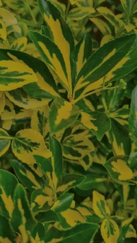 Vibrant Variegated Leaves in a Lush Greenery Background