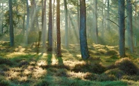 Serenidad iluminada por el sol en un bosque de coníferas templado