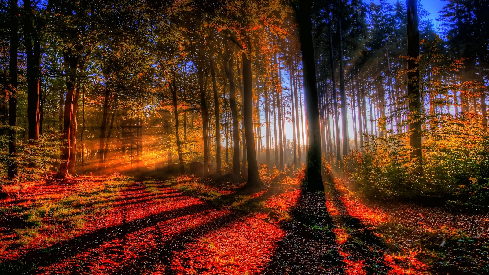 autumn, season, nature, forest, sunlight Download Wallpaper