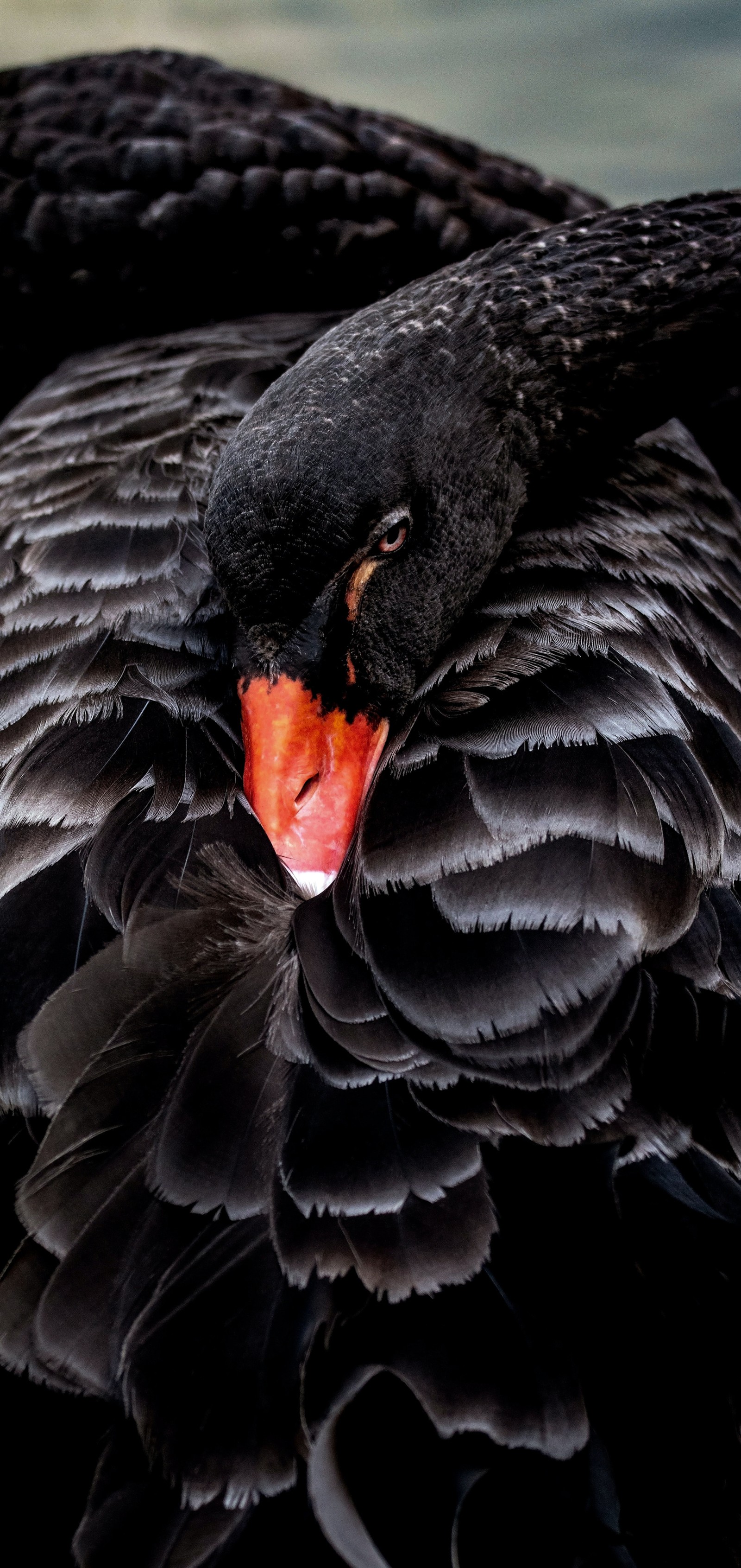 Há um cisne negro com bico laranja sentado na água (cisne negro, pássaro, planta, bico, natureza)