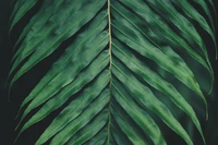 Primer plano de una exuberante hoja de helecho verde contra un fondo oscuro.