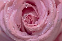 Close-up of a blooming baby pink rose adorned with droplets.