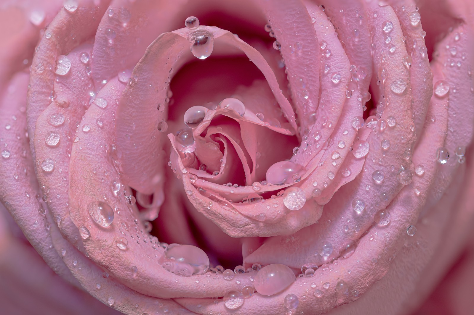 Un gros plan d'une rose rose avec des gouttes d'eau dessus (rose rose, gouttes, gros plan, floraison, rose bébé)