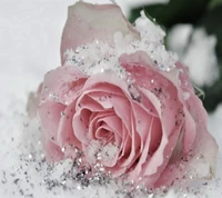 frozen rose, pink