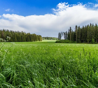 wald, gras, landschaft, natur