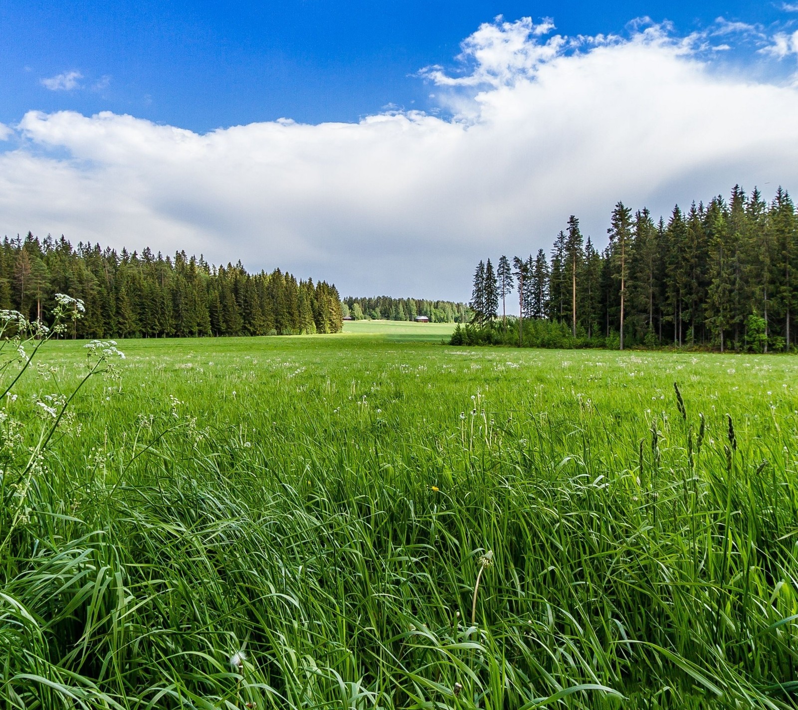 forest, grass, landscape, nature Download Wallpaper