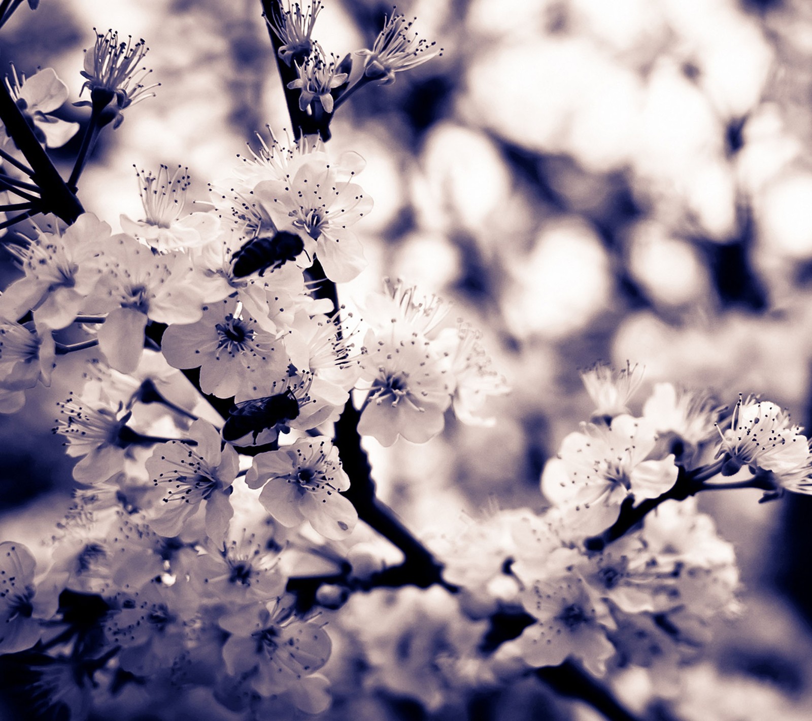 flowers, white wallpaper