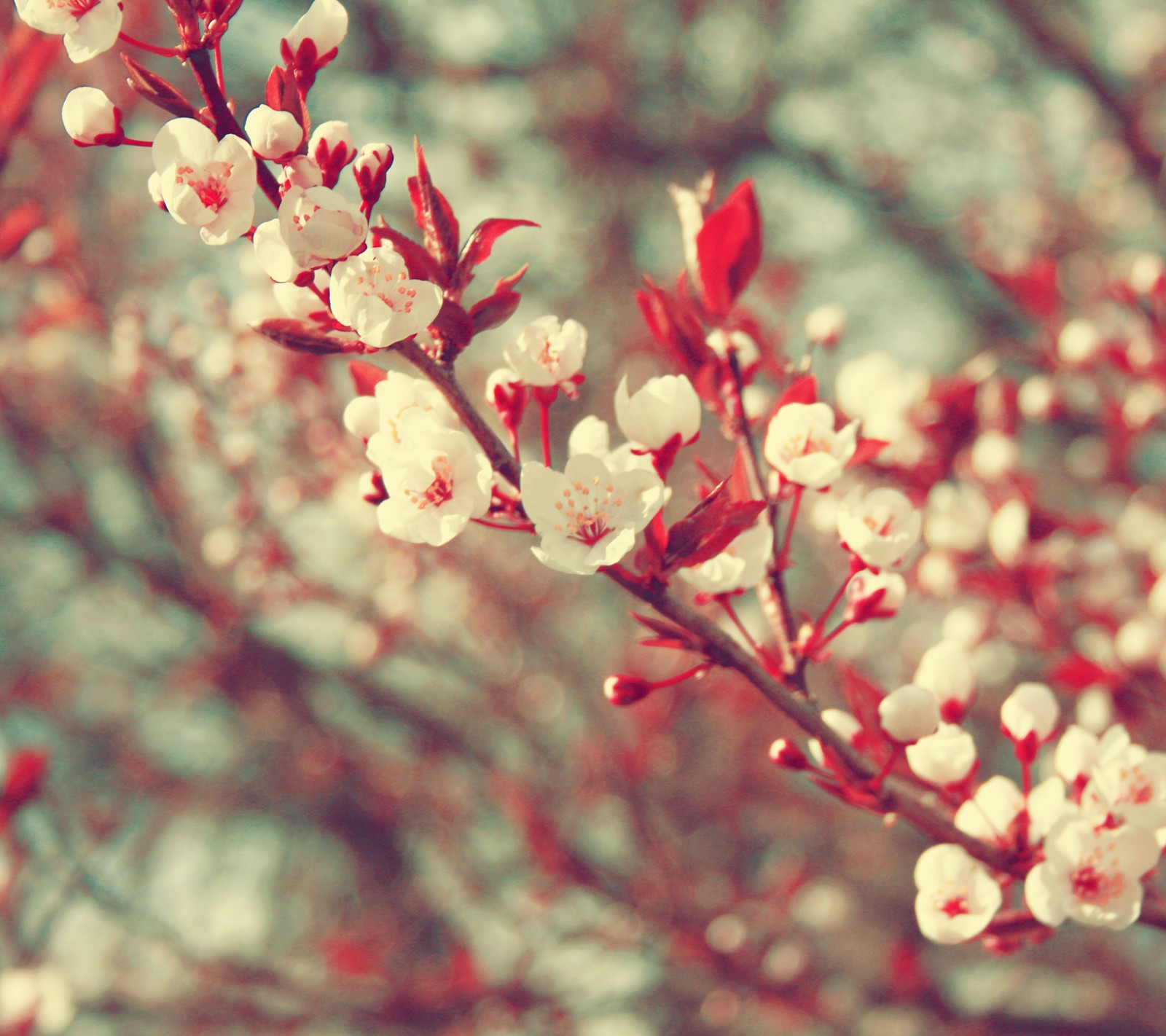 Lade zweig, blumen, fokus, natur, rot Hintergrund herunter