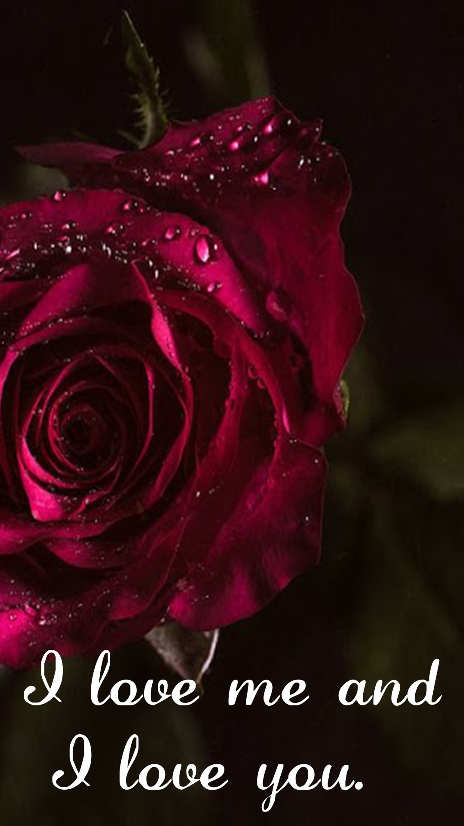 A close up of a rose with water droplets on it (i love, you)