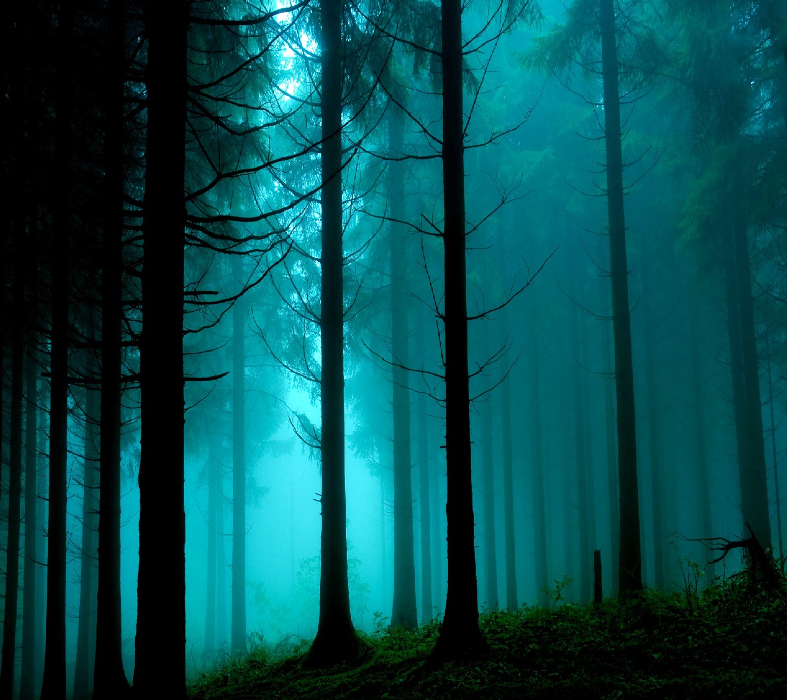 A close up of a forest with a lot of trees in the fog (nature)