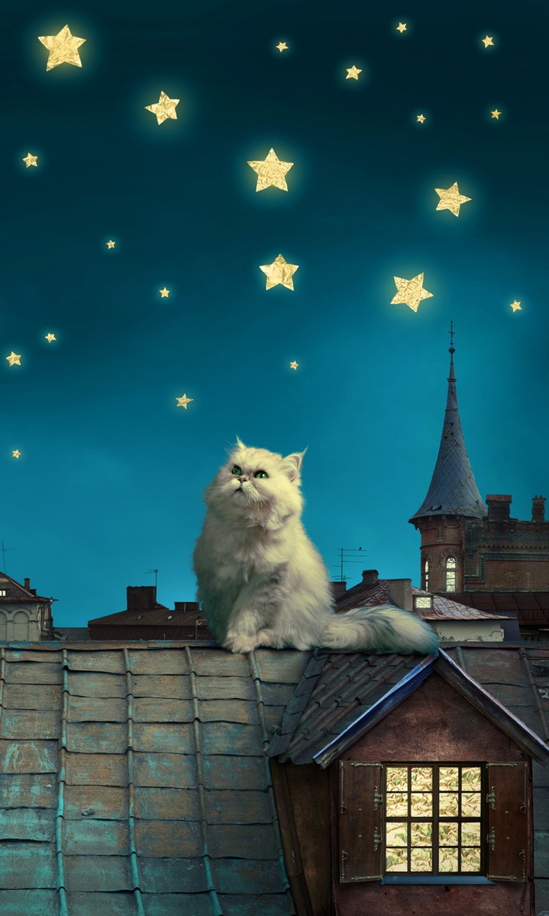 Il y a un chat assis sur un toit regardant les étoiles (arrière plan, maison de toit pour chat, nuit magique, étoiles lune)