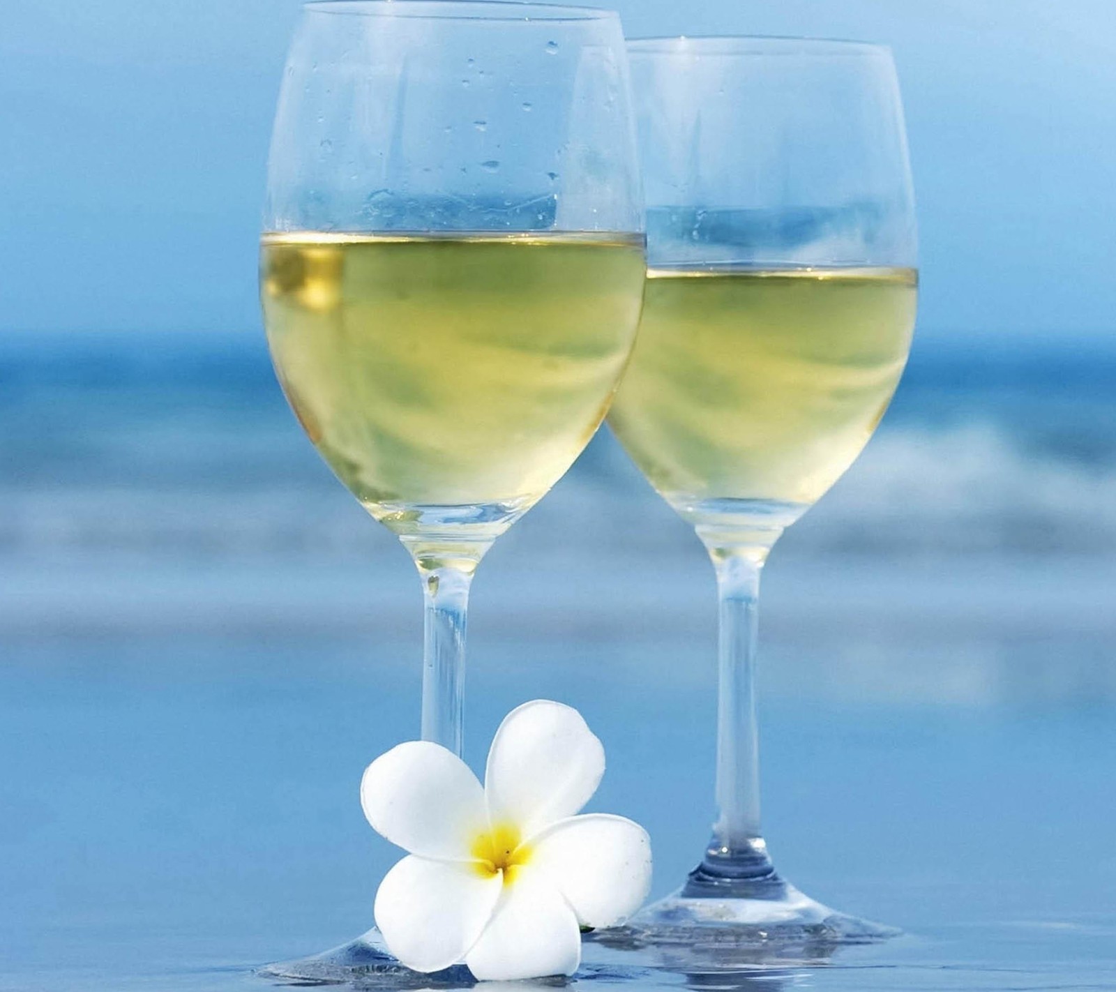 Duas taças de vinho com uma flor na praia (bebida, natural, verão)