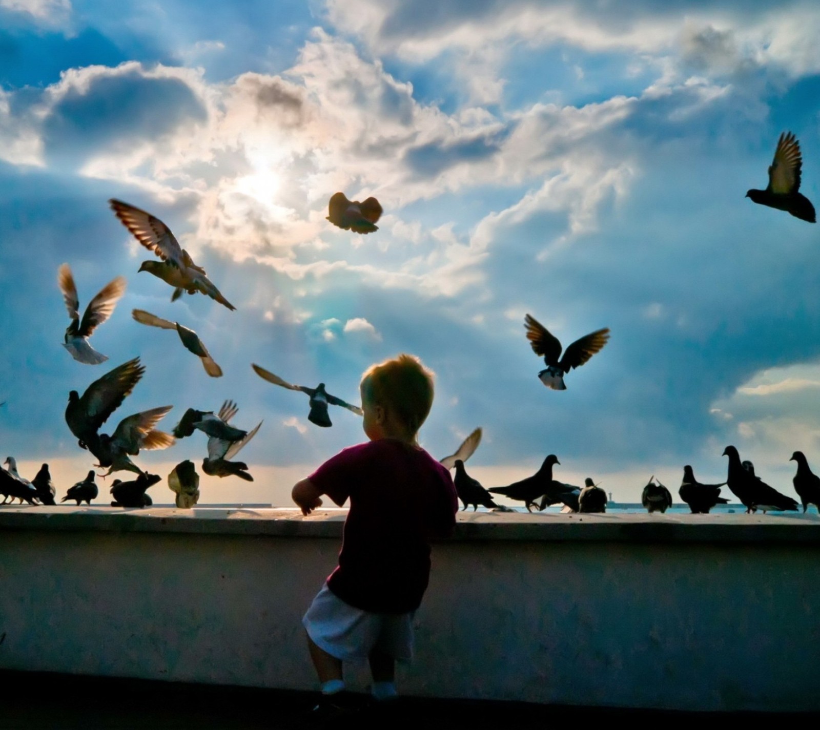 Un niño pequeño de pie en un borde mirando a los pájaros (niño, little boy, palomas)