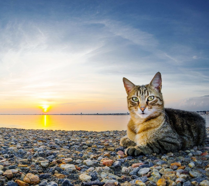 Кот, сидящий на камнях у воды (пляж, берег, котёнок, пейзаж, галька)