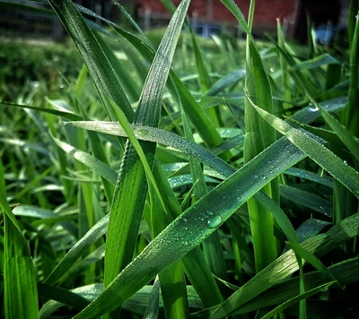 Hierba verde vibrante con gotas de rocío