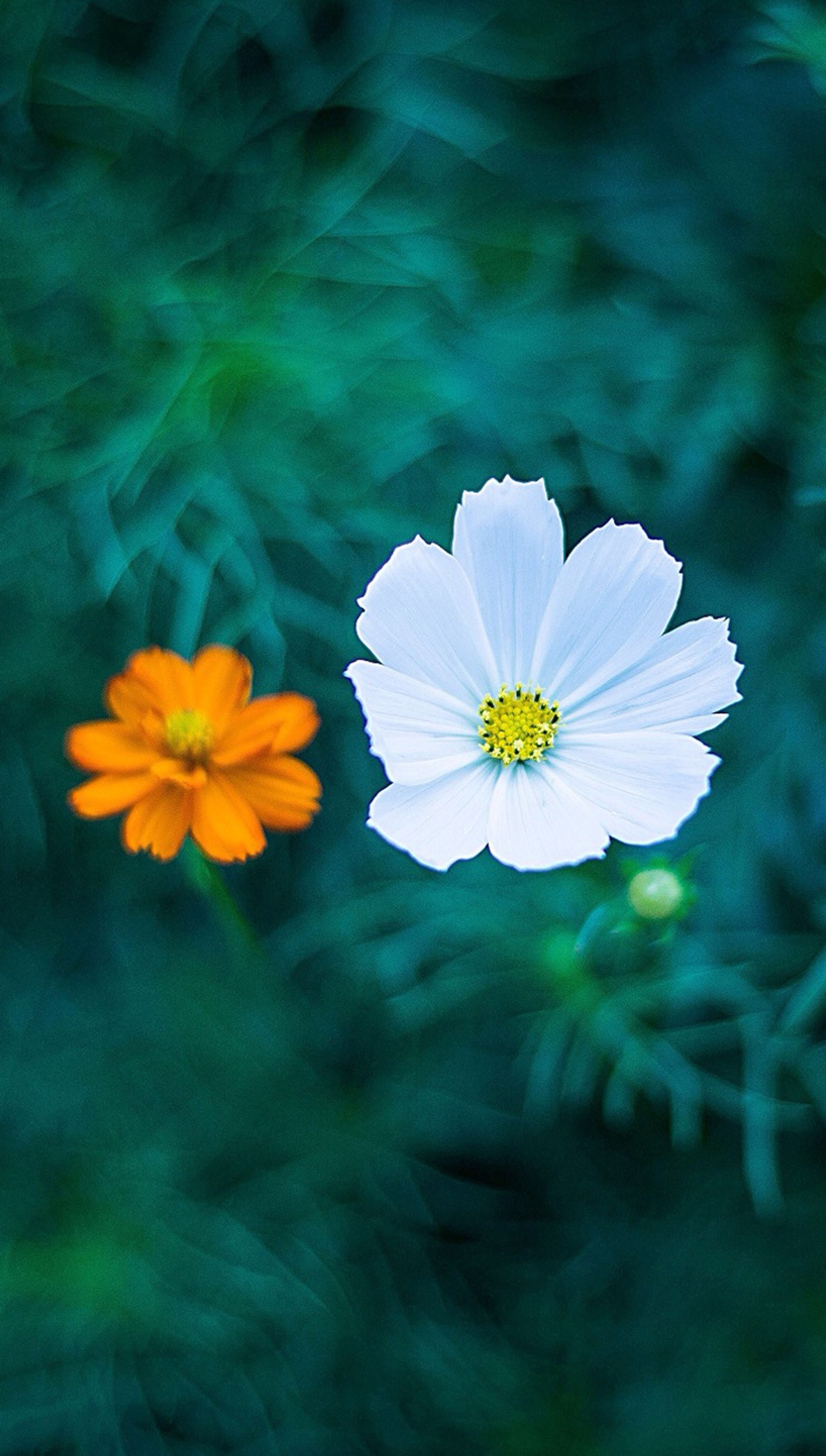 There are two white flowers in the foreground of a blurry background (flower, love)