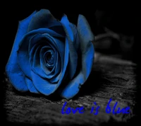 A blue rose on a dark background, accompanied by the text "love is blue.