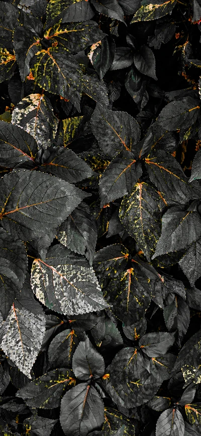 Élégance sombre : papier peint à feuilles texturées noires et grises