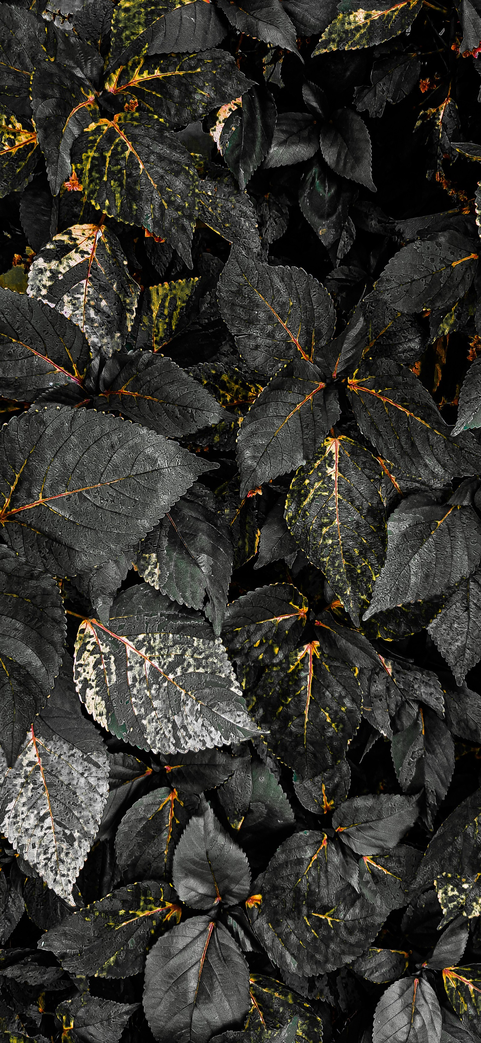 A close up of a bunch of leaves with a black background (4kwallpapers, black, grey, hdwallpapers, iphone)