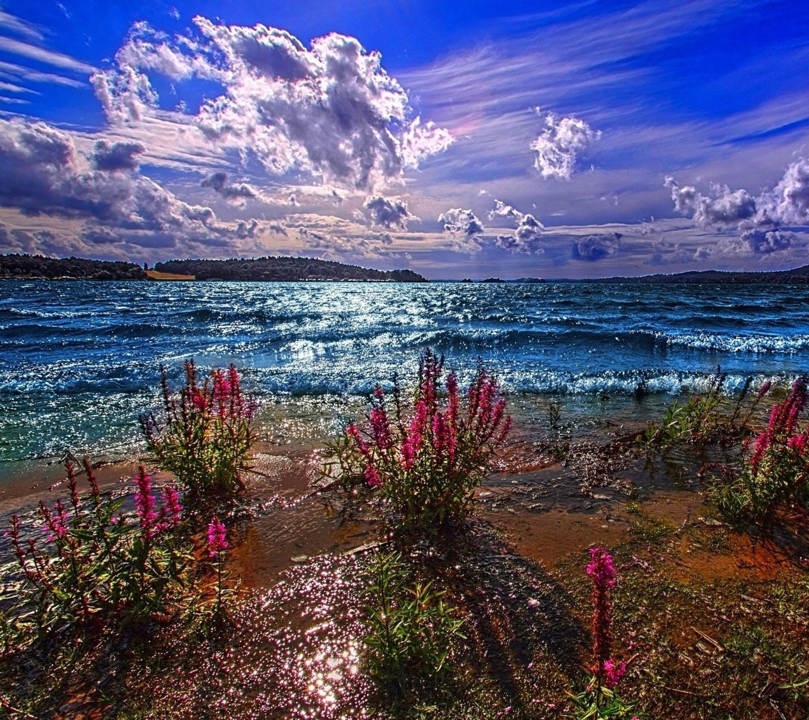 Flowers are growing on the shore of a beach near the ocean (clouds, nature, sea, sky)