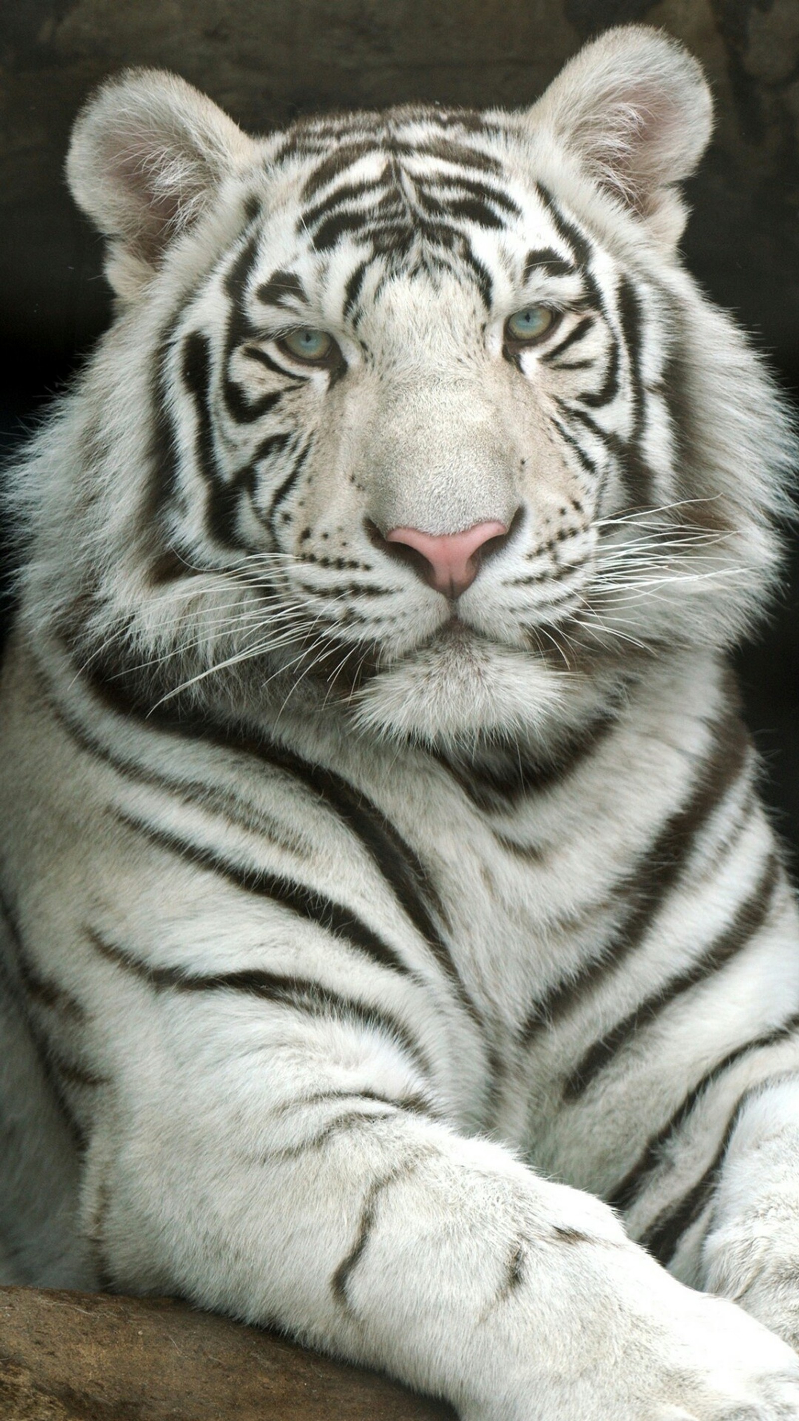 There is a white tiger that is laying down on a rock (tigre, icio)