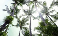 vegetation, palm trees, coconut, tree, palm tree