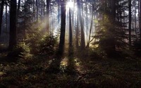 arbre, forêt, nature, boisé, désert