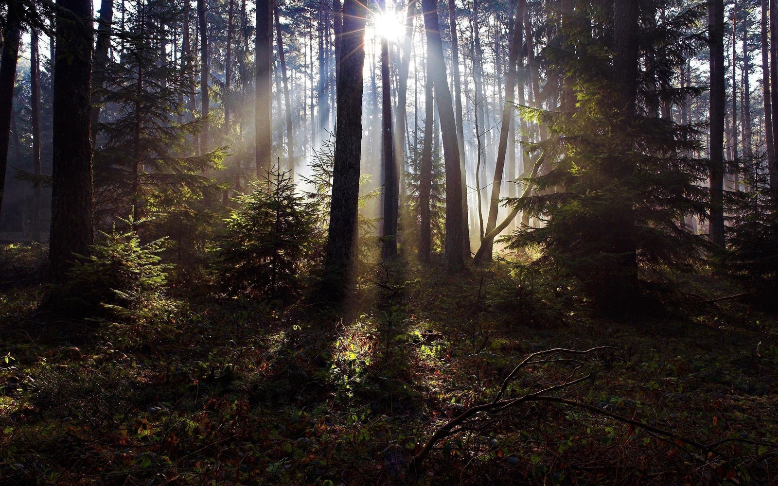 Luz do sol brilhando através das árvores em uma floresta com árvores altas (árvore, floresta, natureza, deserto, ecossistema)