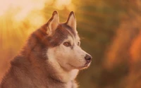 Husky siberiano majestoso na luz dourada