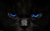 Intense gaze of a black cat with striking blue eyes, highlighting its sleek snout and prominent whiskers.