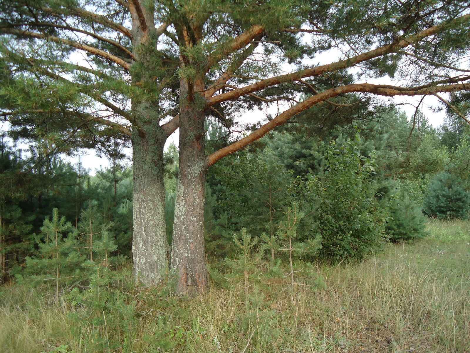 Il y a un hydrant rouge au milieu d'un champ (réserve naturelle, conifères, végétation, épicéa, arbre)