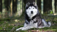 Majestätischer sibirischer Husky in einer ruhigen Waldumgebung