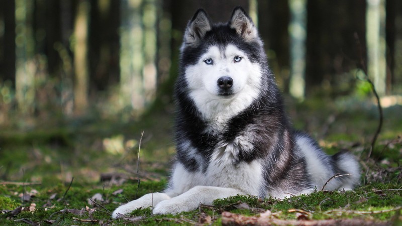 Жираф лежит на траве в лесу (сибирский хаски, щенок, собака, canidae, аласканский маламут)