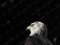 Perfil majestuoso de águila calva contra un fondo oscuro