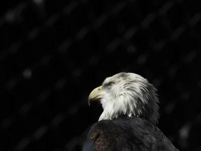 Majestätisches Weißkopfseeadler-Profil vor dunklem Hintergrund